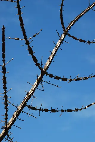 Burning bush / winged euonymus