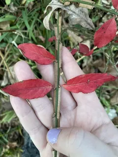Burning bush / winged euonymus (Euonymus alatus) — mature form