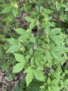 Burning bush / winged euonymus (Euonymus alatus) — foliage