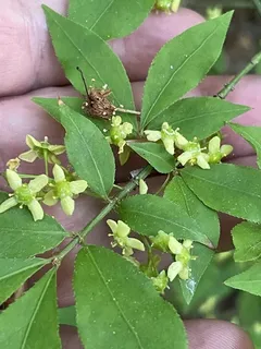Burning bush / winged euonymus (Euonymus alatus) — bloom
