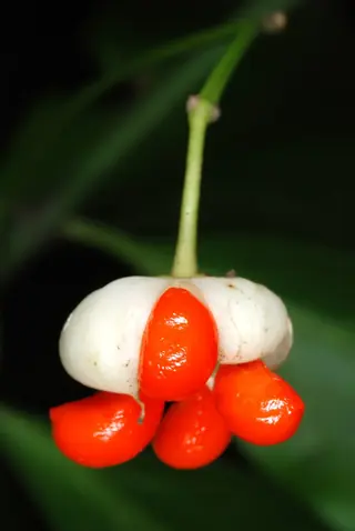 winter creeper (Euonymus fortunei) — mature form