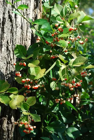 winter creeper (Euonymus fortunei) — foliage