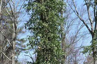 winter creeper (Euonymus fortunei) — bloom