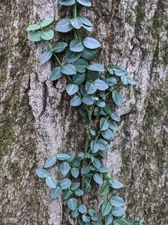 winter creeper (Euonymus fortunei) — fall color