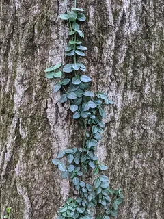 winter creeper (Euonymus fortunei) — habit