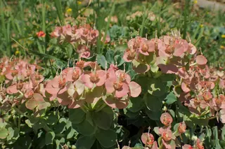 Myrtle spurge / donkey-tail spurge