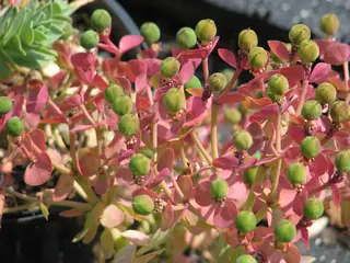 Myrtle spurge / donkey-tail spurge (Euphorbia myrsinites) — mature form