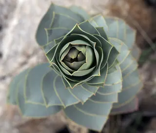 Myrtle spurge / donkey-tail spurge (Euphorbia myrsinites) — foliage