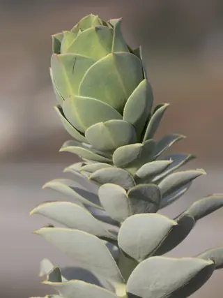 Myrtle spurge / donkey-tail spurge (Euphorbia myrsinites) — bloom