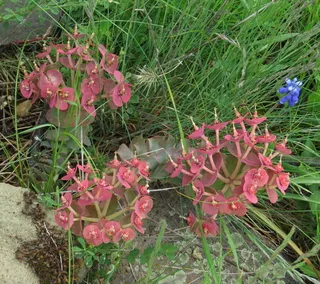 Myrtle spurge / donkey-tail spurge (Euphorbia myrsinites) — fall color