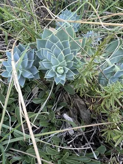 Myrtle spurge / donkey-tail spurge (Euphorbia myrsinites) — habit