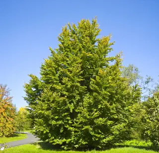 European Beech (Fagus sylvatica), mature form