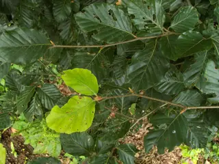 European Beech (Fagus sylvatica), habit