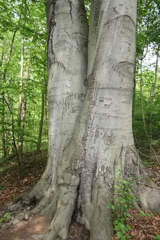 Beech — European Beech, 'Riversii', 'Dawyck Purple'