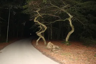 Beech — European Beech, 'Riversii', 'Dawyck Purple' (Fagus sylvatica) — foliage