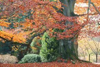 Beech, European Beech, 'Riversii', 'Dawyck Purple'