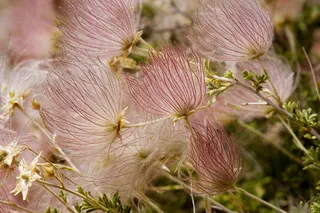 Apache plume (Fallugia paradoxa) — mature form