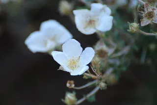 Apache plume (Fallugia paradoxa) — foliage