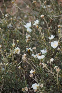 Apache plume (Fallugia paradoxa) — bloom