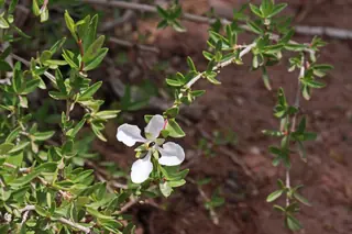 Cliff fendlerbush (Fendlera rupicola), habit