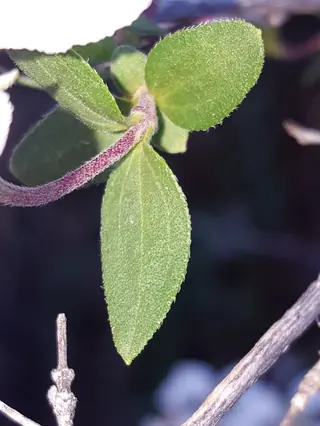 Cliff fendlerbush (Fendlera rupicola) — mature form