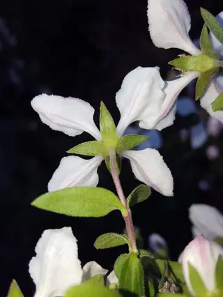 Cliff fendlerbush (Fendlera rupicola) — foliage