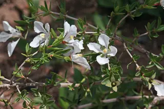 Cliff fendlerbush (Fendlera rupicola), fall color