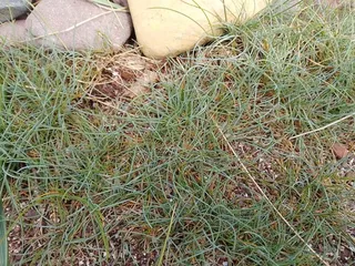 Blue fescue