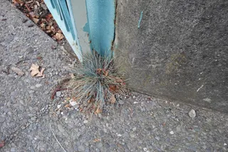 Blue fescue (Festuca glauca) — mature form