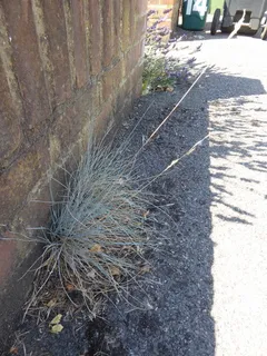 Blue fescue (Festuca glauca) — foliage