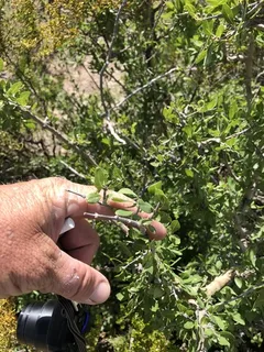 New Mexico privet