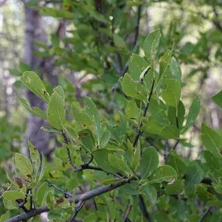 New Mexico privet (Forestiera neomexicana) — mature form