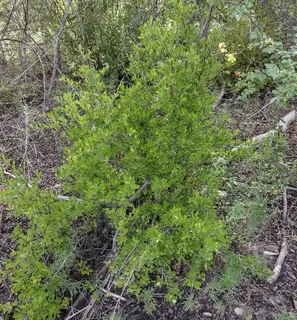 New Mexico privet (Forestiera neomexicana) — foliage
