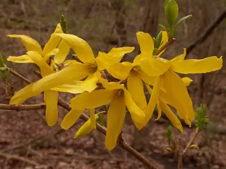 Border forsythia