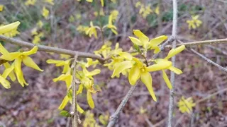 Border forsythia (Forsythia x intermedia) — mature form