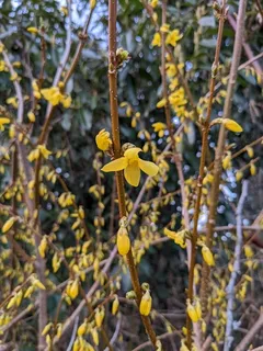 Border forsythia (Forsythia x intermedia) — foliage