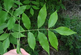Ash species