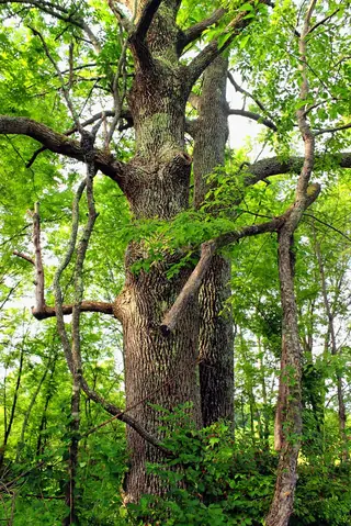 Ash species (Fraxinus) — mature form