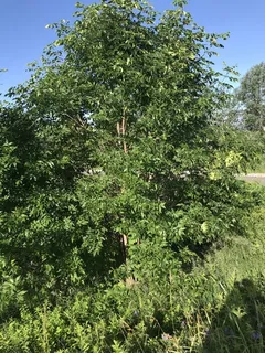 Ash species (Fraxinus) — foliage