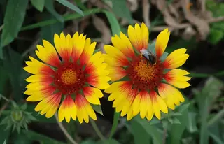 Blanketflower