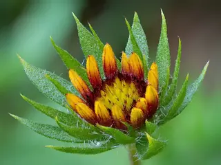 Blanketflower (Gaillardia aristata) — mature form