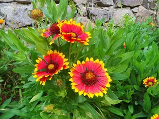 Blanketflower (Gaillardia aristata) — foliage