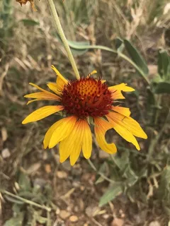 Blanketflower (Gaillardia aristata) — bloom