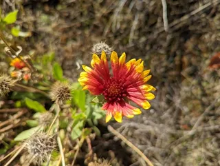 Blanketflower (Gaillardia aristata) — fall color