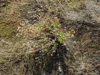 Blanketflower (Gaillardia aristata) — habit