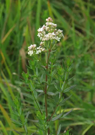 northern bedstraw (Galium boreale) — mature form