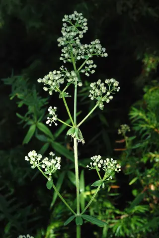 northern bedstraw (Galium boreale) — foliage