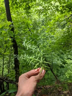 northern bedstraw (Galium boreale) — bloom
