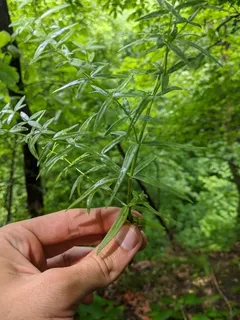 northern bedstraw (Galium boreale) — fall color