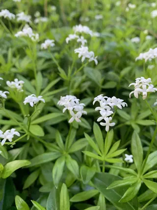 Sweet woodruff